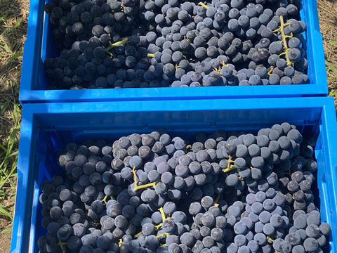 幻のぶどうアジロン100%! 甘やかな香り豊かな赤ワイン【花かげアジロン】