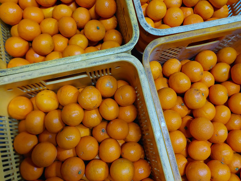絶対的な信頼 きよみオレンジ『小玉』5kg（箱込）：和歌山県産のみかん 果物