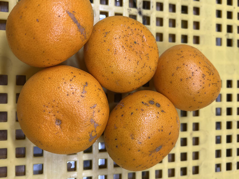 訳ありせとか3k小玉