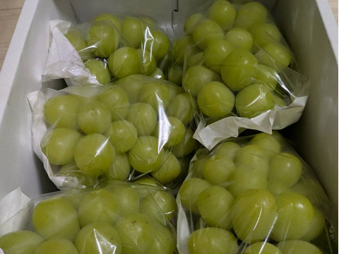 訳あり　エメラルドグリーンの輝き！矢掛町産シャインマスカット2Kg箱（4〜７房入）