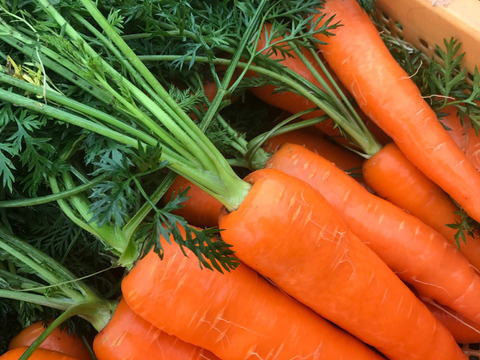 １０キロ 🥕アロマレッッド　ニンジン🥕（人参）