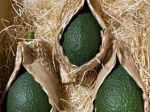 国産アボカド「ウィンターメキシカン」３個