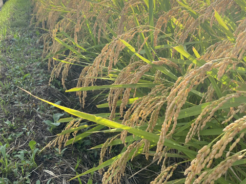 【新米】令和7年産　青森県産はれわたり玄米10キロ　※お願い※【商品説明欄を最後まで必ず読んで下さい】