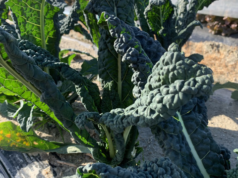 淡路島からの野菜4種❣️お任せセット(^-^)v❣️野菜セット