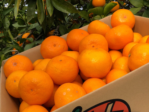 【産地直送】☆有田みかん☆早生☆家庭用１０Kg