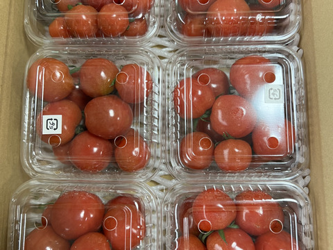 ぷちぷよミニトマト　完熟　 赤  　170g✖️6ｐ