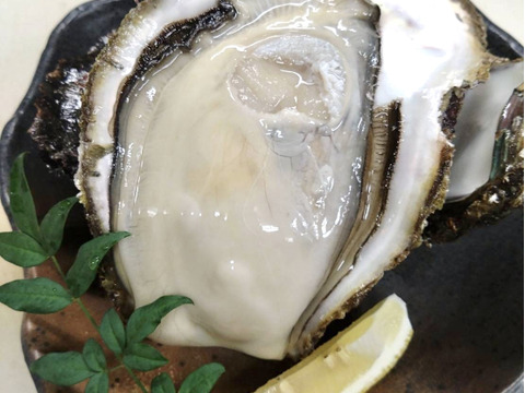 解禁！　富山湾産　天然岩牡蠣　１個￥３６０　１０個入り　漁師直送 高品質，爆買い 富山湾産 天然岩牡蠣 １０個入り 1個２００ｇ