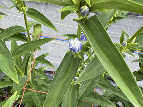 リンドウ　３品種　15本　クール便