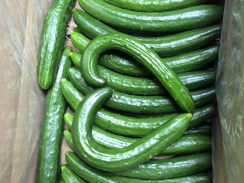 パリッと 新鮮な熊本産きゅうり 曲がり4 熊本県産のキュウリ 食べチョク 産地直送 産直 お取り寄せ通販 農家 漁師から旬の食材を直送