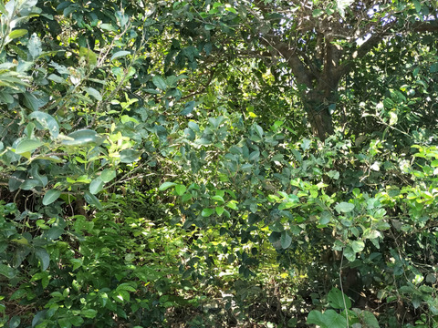 石垣島産シークワサー★ご家庭用の量★料理やジュースに！400g15個前後【収穫当日発送】