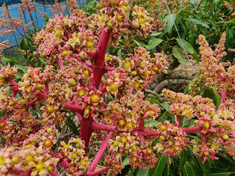 沖縄・東村の自然の中でひとつひとつ手作業で育てたこだわりの逸品。
見た目・味ともにワンランク上の贅沢マンゴー『アルメゴールド』