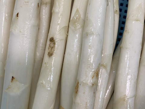 訳あり！北海道産ホワイトアスパラ1kg