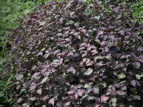 ひっこ様専用ページです。