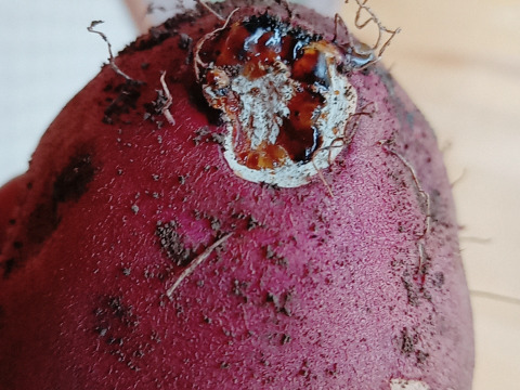 【自然栽培】さつまいも