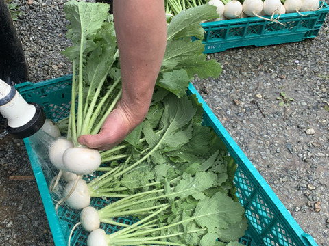 期間限定！！こかぶ　5袋入り