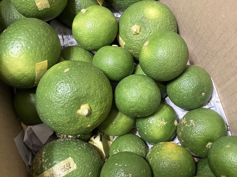 予約商品９月中旬発送！【食べ比べ】お試し スダチ&カボス 500gずつ【農薬不使用】