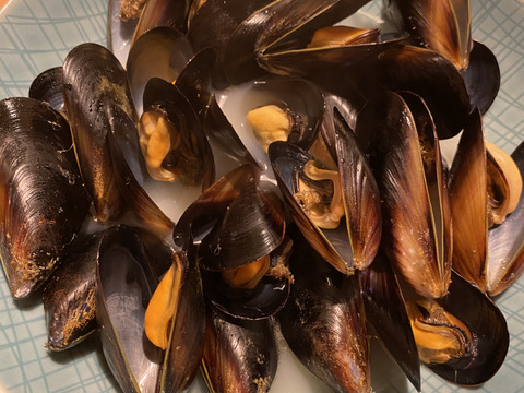 朝採り生ムール貝1kg