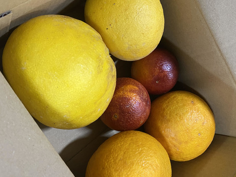 《ブラッドオレンジ/甘夏/ポメロ》春柑橘3種詰合せ(約2kg)
