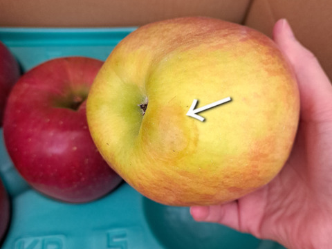 ≪出荷中≫幻のりんご【あいかの香り】約3kg