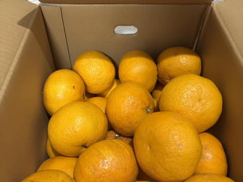 ラストセール　静岡県産　樹なり完熟　家庭用　甘夏　約9.5㎏