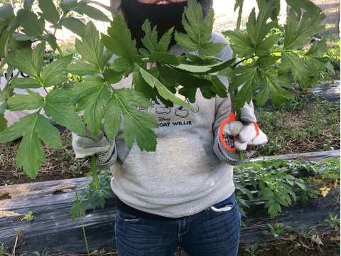 明日葉茶　ブレンド　70g 葉っぱ50%✖️茎50%