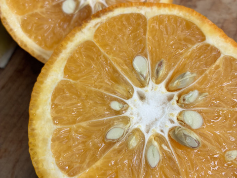 爽やか！静岡県産・甘夏みかん　5kg