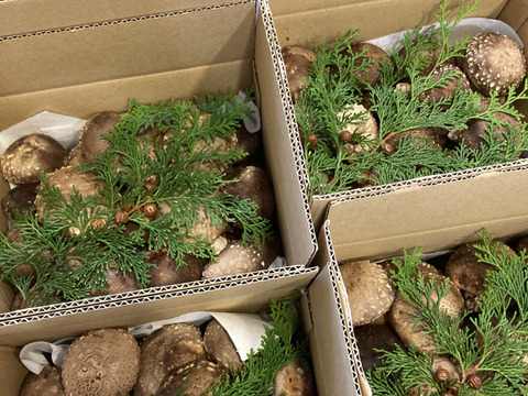 【今が旬！】肉厚の原木椎茸 約900g 生しいたけ 原木しいたけ