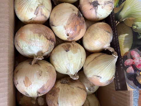 この時期だけ！！その甘さに感激！淡路島新玉ねぎ　１０ｋｇ（早生・七宝）