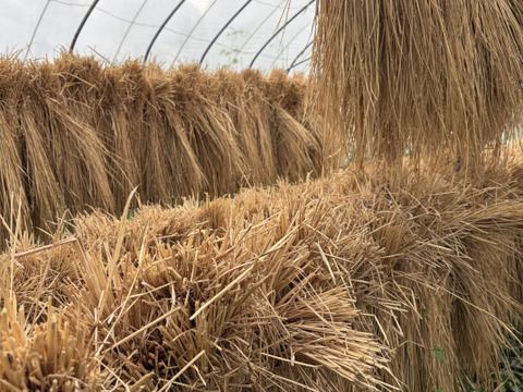 稲わら40束 天日干し 自然栽培(農薬肥料除草剤一切不使用）