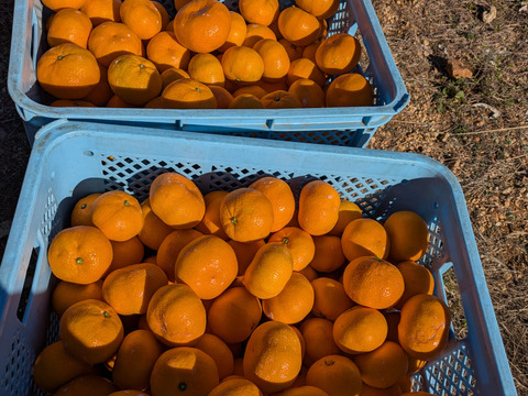 三ヶ日を代表する品種！『三ヶ日青島みかん』ご家庭用5kg