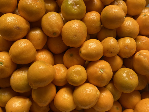 期間限定！金柑２．３キロ　7日収穫分