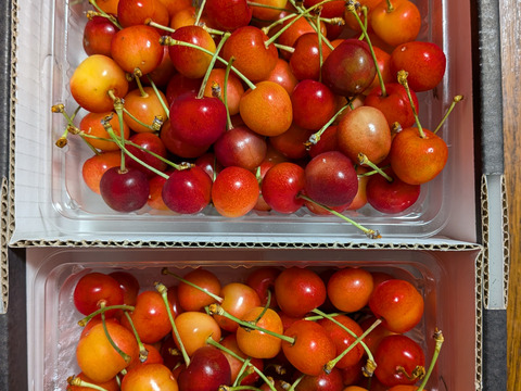 山形県産さくらんぼ　佐藤錦　1kg