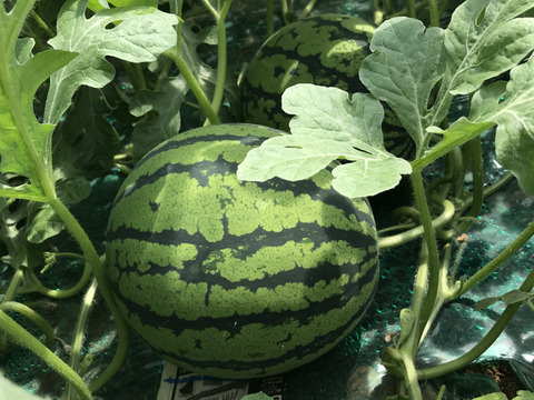 朝どれ赤肉西瓜品種味きららLサイズ(6〜7kg)1玉入り。