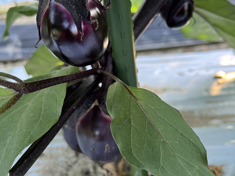 【淡路島より旬をお届け】どーんとなす　水ナス　ピーマン 【朝どれ！新鮮！！】