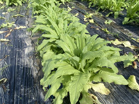 コリコリ食感がクセになる味わいがまさにアスパラガス!茎レタス5kg