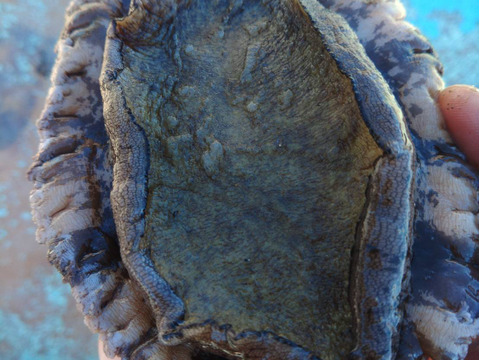 【極旨】青森県産 天然アワビ1kg！海の宝石を贅沢に堪能！