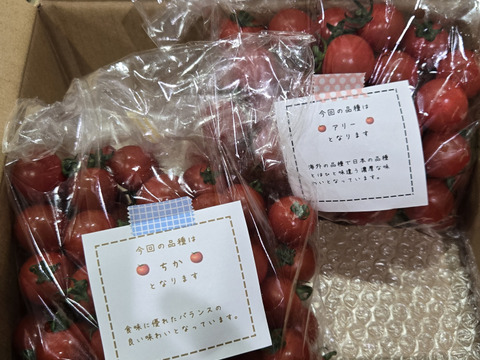 笑顔引き出す！みにとまとの食べ比べ 1.5kg