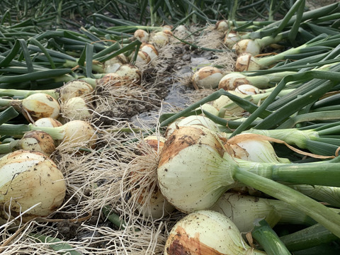 新玉ねぎ1.5kgとレタス1個のセット❗️淡路島のシャキシャキレタスと旬の新玉ねぎ🧅特別栽培農産物