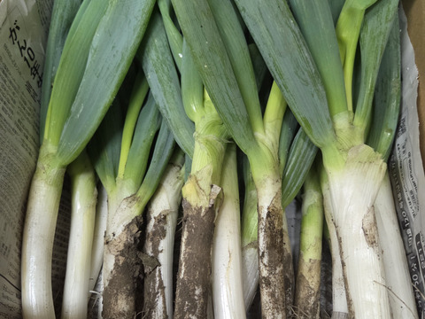 【専用箱・新鮮袋付き】堆肥、農薬無し　自然栽培ネギ　根付き　４キロ