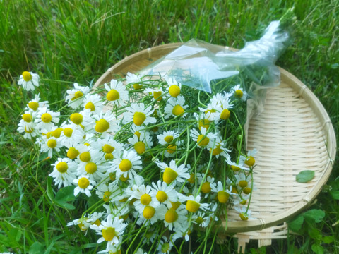 [クール便]　自然栽培カモミール花束（奥出雲産）200g