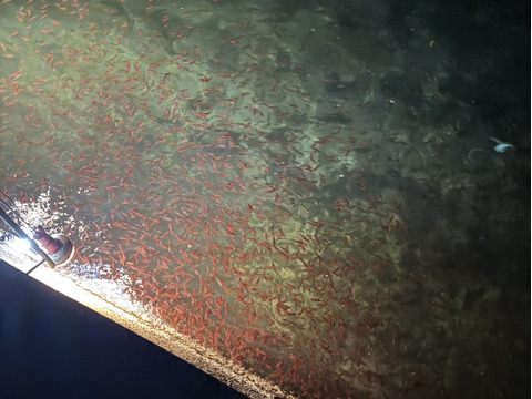 新鮮朝獲れ！獲れたて鮮度を即直送！！《富山湾》🦑生ほたるいか🦑3パック