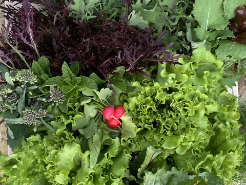 ✴︎ビタミンモリモリ！ちょっと珍しいお野菜も。お任せセット✴︎
