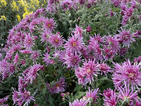 シャキシャキ！食用菊「もってのほか」400g前後