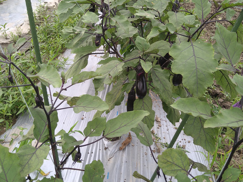 「固定種　真黒茄子」美味い中長なす 1kg