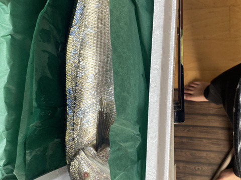 【江田島産】スズキ 1.5kg前後