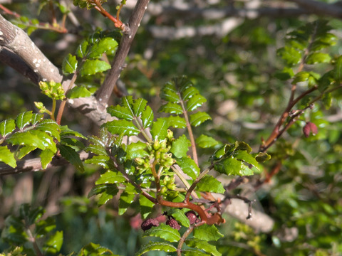 山椒の新芽（生）葉付き　約10本　農薬一切不使用　天然栽培