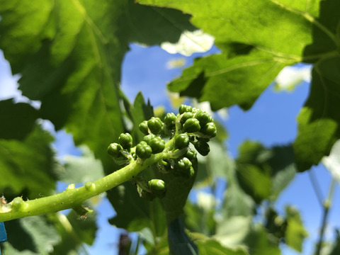シャインマスカット 　家庭用3～4房