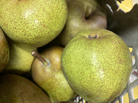 ラスト1箱2種盛！お試しラフランス3キロ＋訳あり王林3キロ　合計6キロ以上。　農薬半減栽培で安心安全