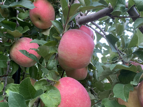 発送開始！完熟葉とらずサンふじ🍎約3kg