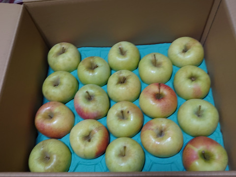 【家庭用】ぐんま名月 約10kg 24-46玉 ジューシーな希少りんご 11月発送予定 #NAM0B100